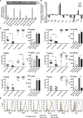 Importance of EMT Factor ZEB1 in cDC1 “MutuDC Line” Mediated Induction of Th1 Immune Response